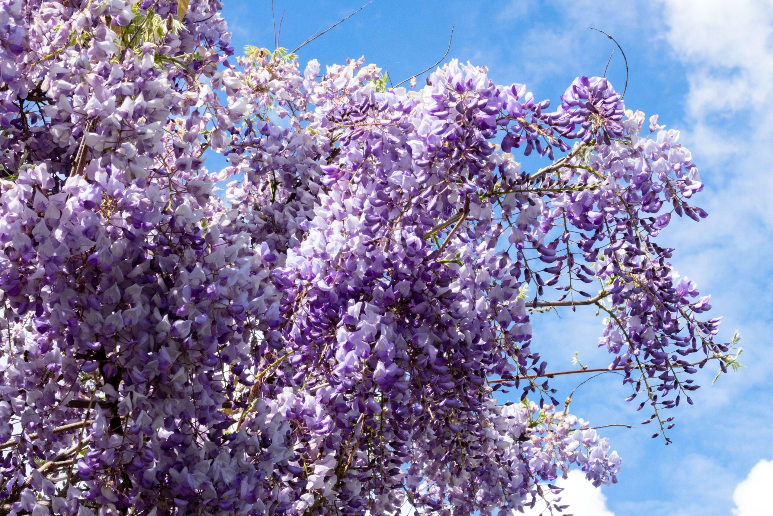Wisteria Sinensis Caroline Caragh Nurseries Wisteria Sinensis Caroline Caragh Nurseries
