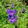 Delphinium Dark Blue White Bee - 2L