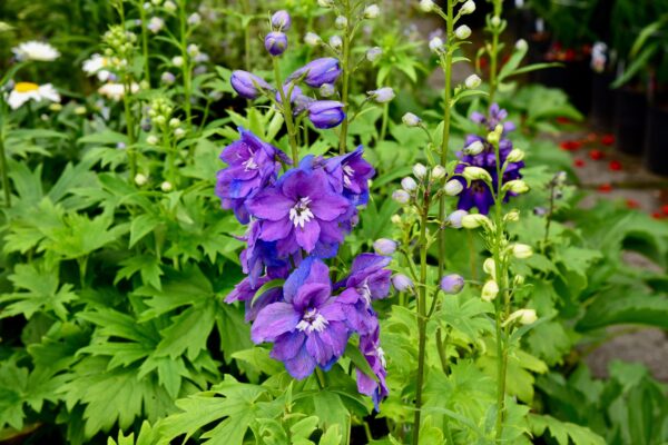 Delphinium Dark Blue White Bee