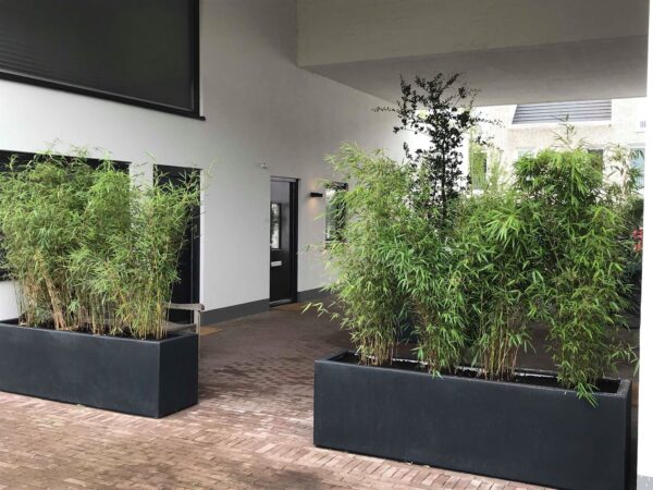 Fibreglass Trough Planters - Image 3