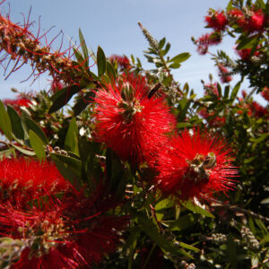 Callistemon citrinus 'Splendens