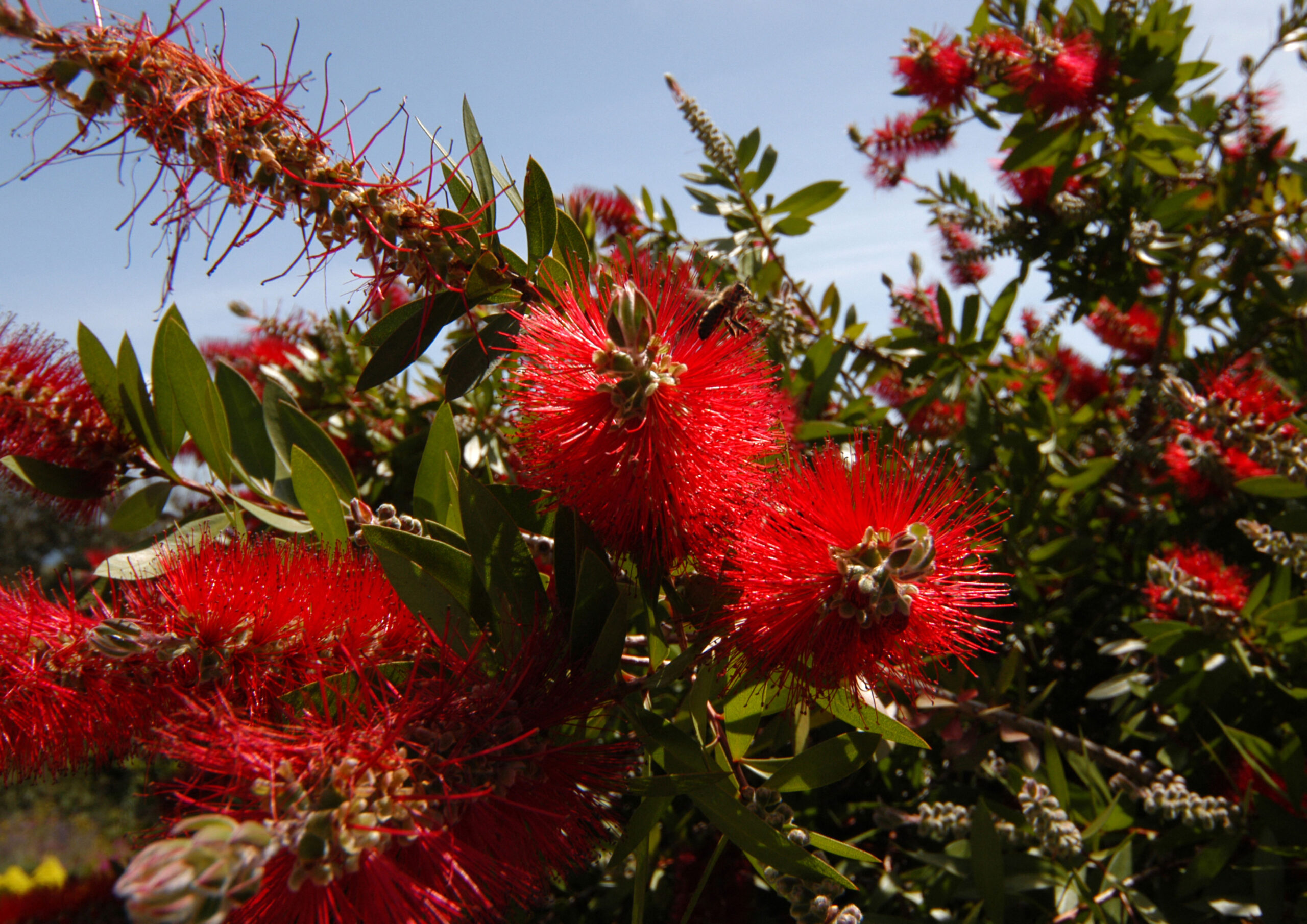 Callistemon citrinus 'Splendens