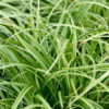 Carex morrowii 'silver sceptre' - 2L