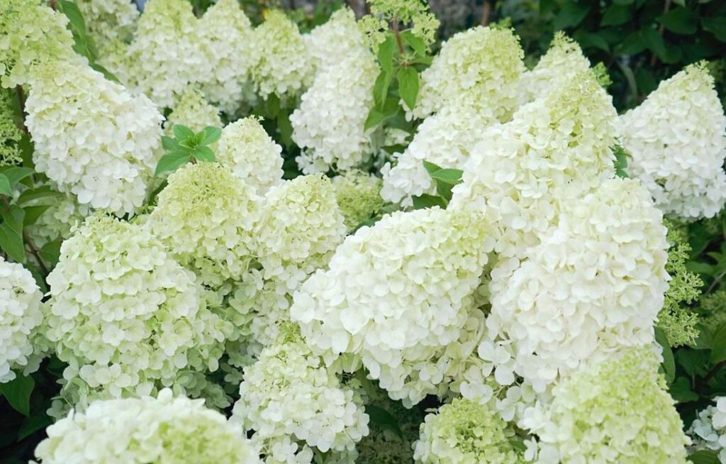 Hydrangeas