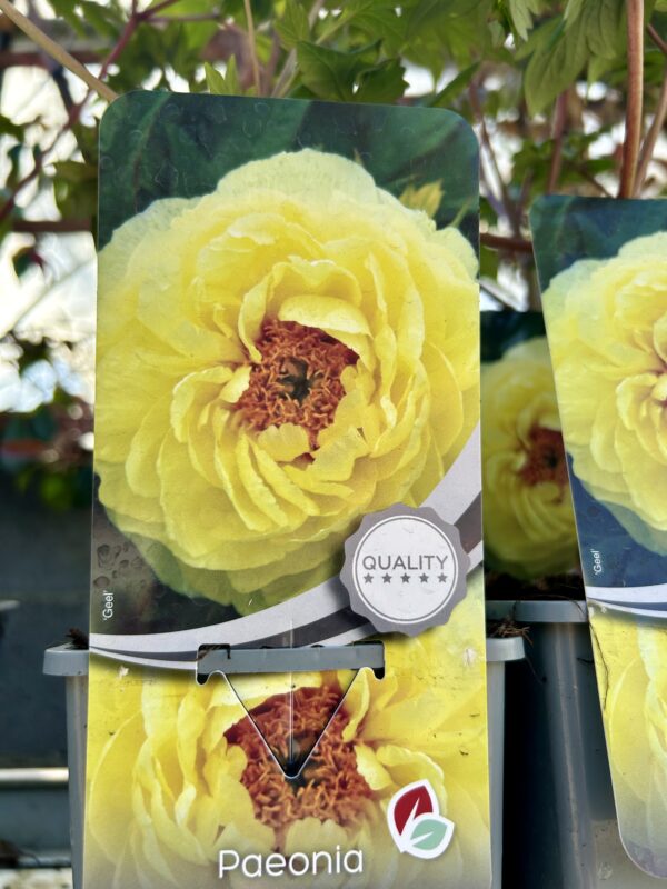 Paeonia suffruticosa  / Tree Peony - Image 4