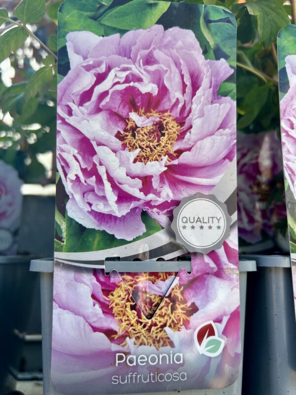 Paeonia suffruticosa  / Tree Peony - Image 2