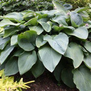 Hosta Shadowland Empress