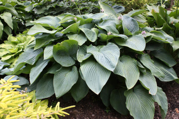 Hosta Shadowland Empress