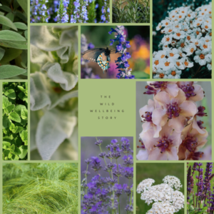 Wild Wellbeing Story ​