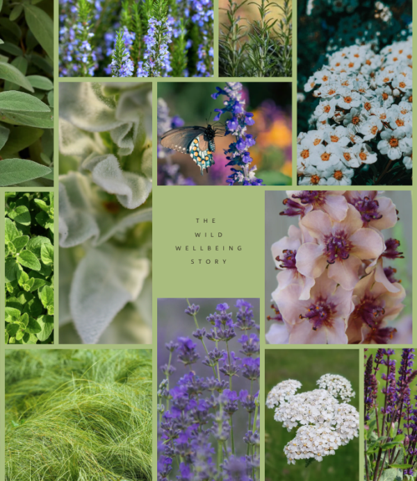 Wild Wellbeing Story ​