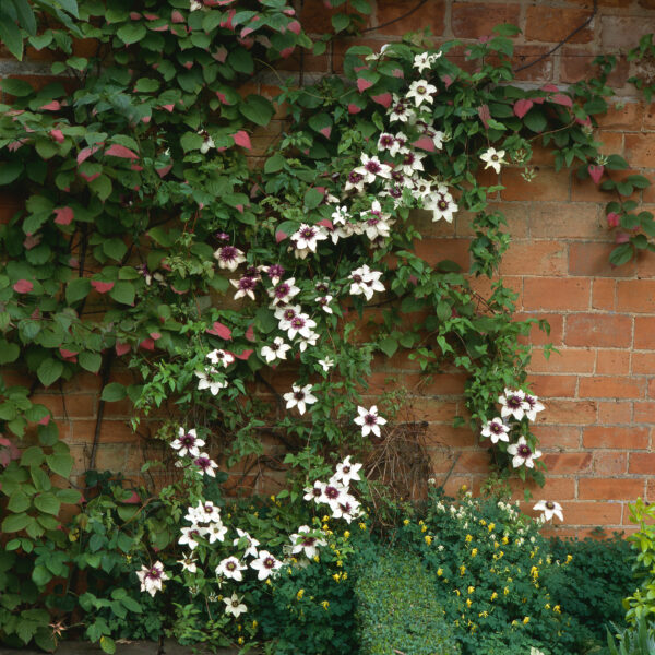 Clematis 'Hybridia Sieboldii'
