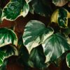 Hedera 'Gloire de Marengo' - 2L 80-100cm