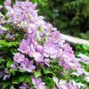 Clematis 'Margaret Hunt' - 2L 80-100cm