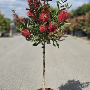 Callistemon citrinus 'splendens' 1/4 standard