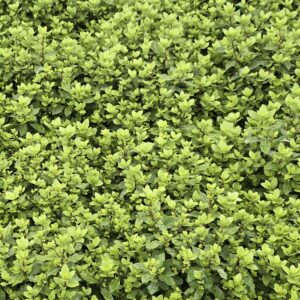 Pittosporum 'beach ball'