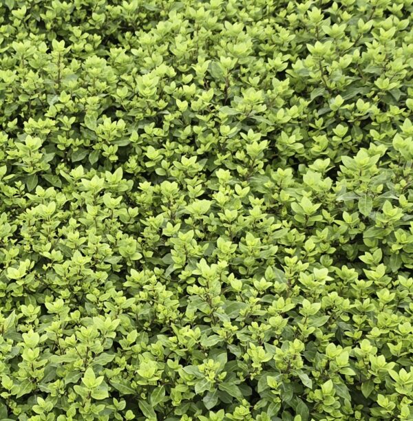 Pittosporum 'beach ball'