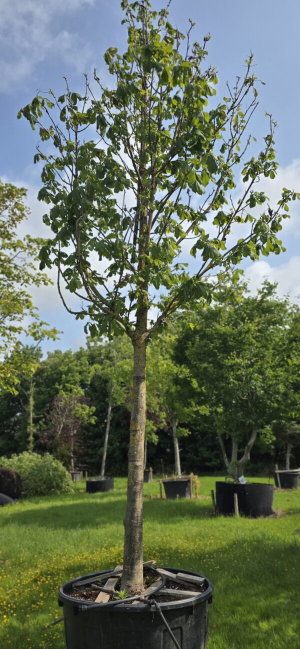 Aesculus hippoc. 'baumanni'