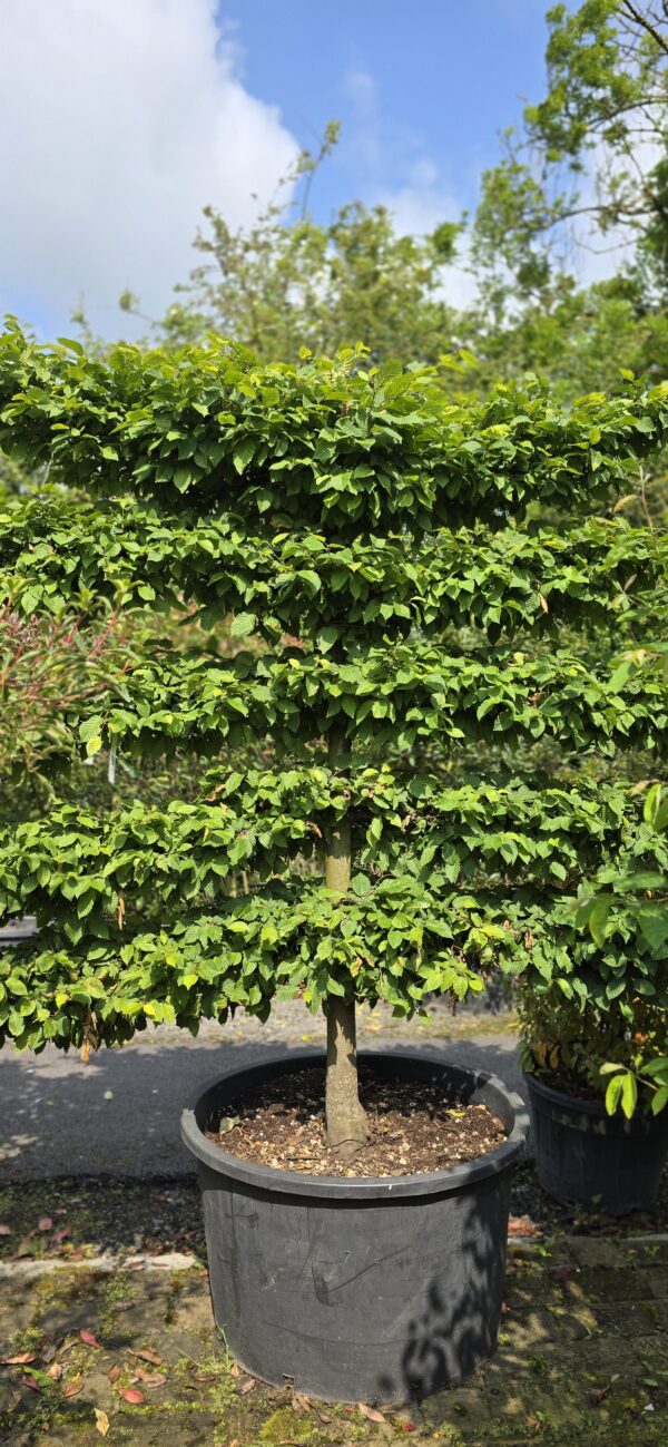 Carpinus 'betulus' Mature 5 Branch Espalier