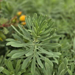 Euphorbia silver edge