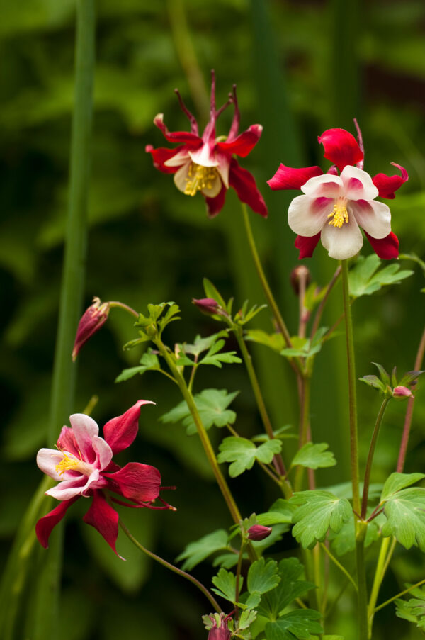 Aquilegia 'crimson star'