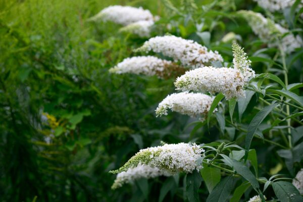 Buddleja 'white bouquet'