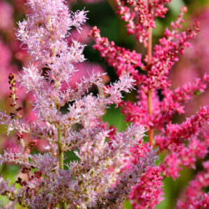 Astilbe 'Erica'