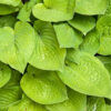 Hosta August Moon - 3L