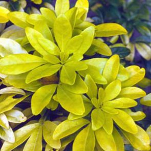 Choisya ternata 'brica'