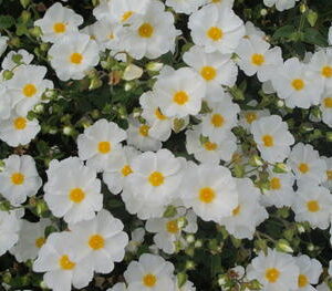 Cistus corbariensis