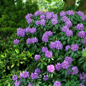 Rhododendron 'Catawb Grandiflorum'