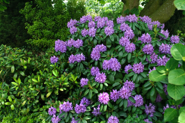 Rhododendron 'Catawb Grandiflorum'