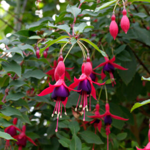 Fuchsia 'Mrs Popple'