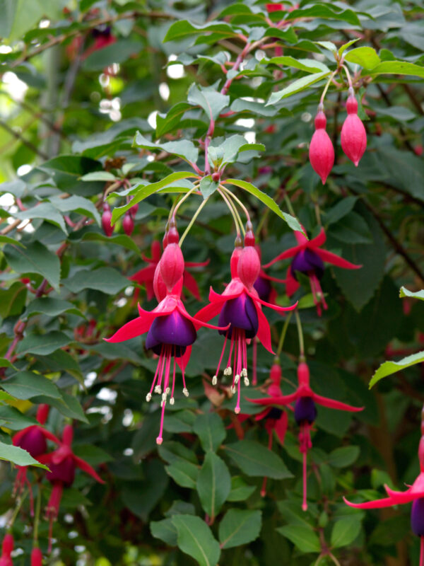 Fuchsia 'Mrs Popple'