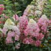 Hydrangea 'fraise melba' - 7.5L