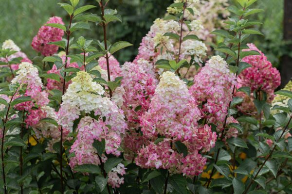 Hydrangea 'fraise melba'