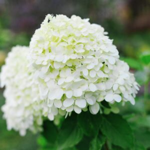Hydrangea 'little spooky'