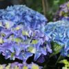 Hydrangea mac. Marine Blue - 4L