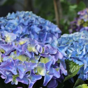 Hydrangea mac. Marine Blue