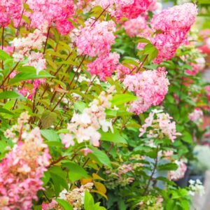 Hydrangea 'pink diamond'