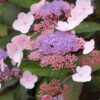Hydrangea 'hot chocolate' - 7.5L