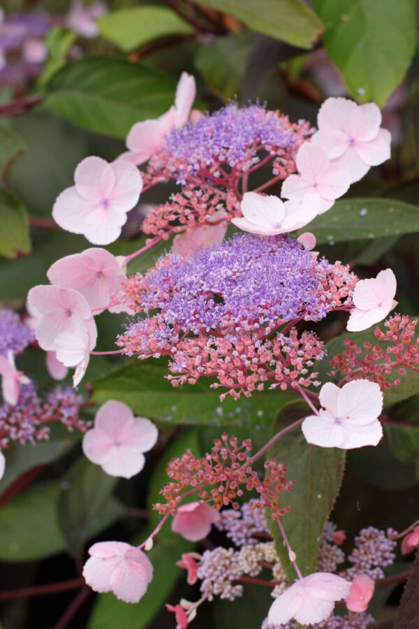Hydrangea 'hot chocolate'