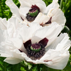 Papaver 'royal wedding'