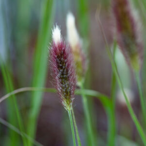 Pennisetum red bunny tails