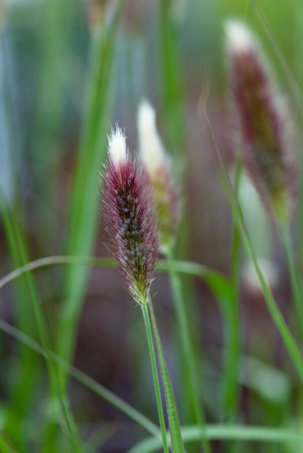 Pennisetum red bunny tails