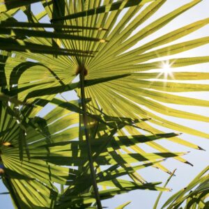 Trachycarpus sp. 'Nova'