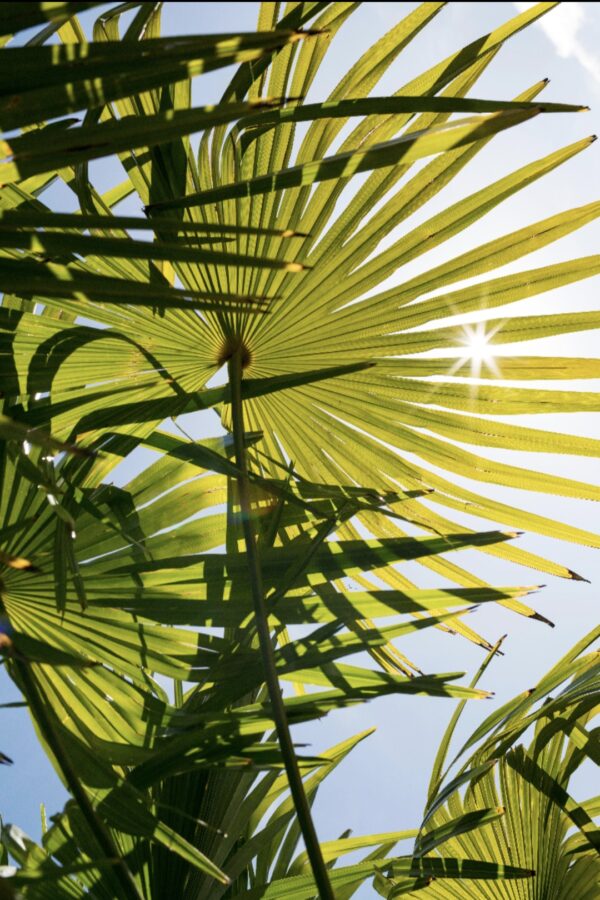 Trachycarpus sp. 'Nova'