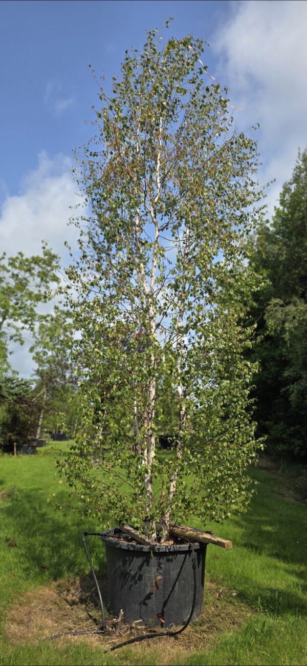 Betula 'alba' Specimen Multi-Stem