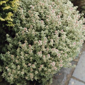 Thymus vulgaris, ‘argenteus’