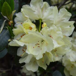 Rhododendron Millenium Gold