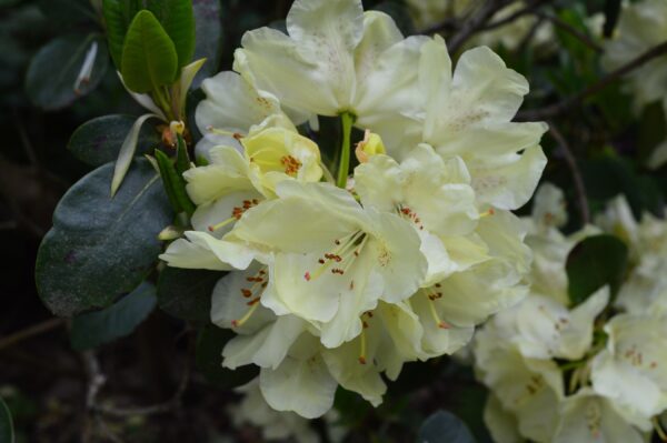 Rhododendron Millenium Gold